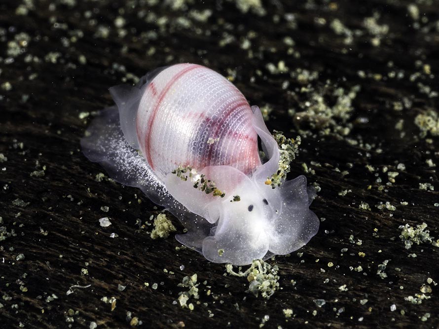 Bullina sp. A